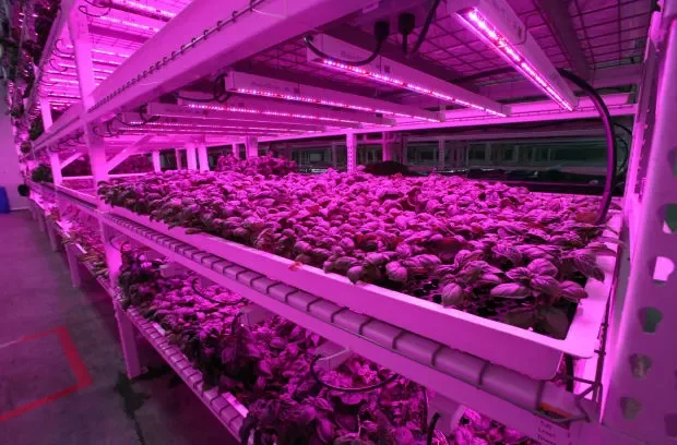 

LED Grow Light Full Spectrum Flowers 36W 1M 0-10V Dimmable Lamp led Growing Light For Plants Strip light IP65 For flower