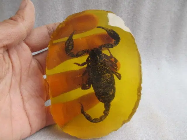 

Exquisite interesting China collection Resin scorpion