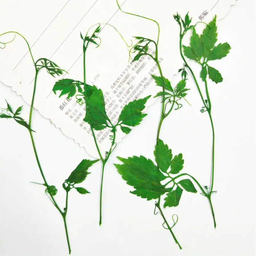 

60pcs Dried 11-13cm Hemsleya Amabilis Diels Leaf Plant Herbarium For Jewelry Postcard Invitation Card Phone Case Bookmark DIY