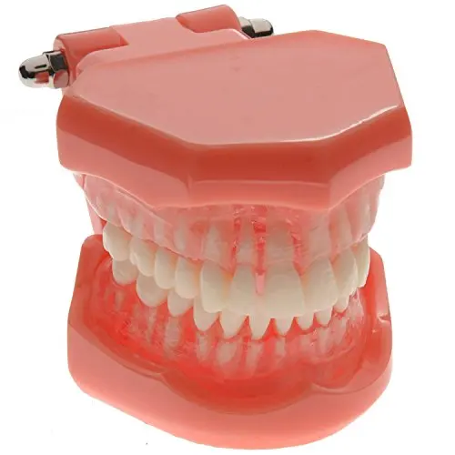 2016 New Arrival 1pieces Dental Standard Teaching Model with Removable Teeth Free Shipping