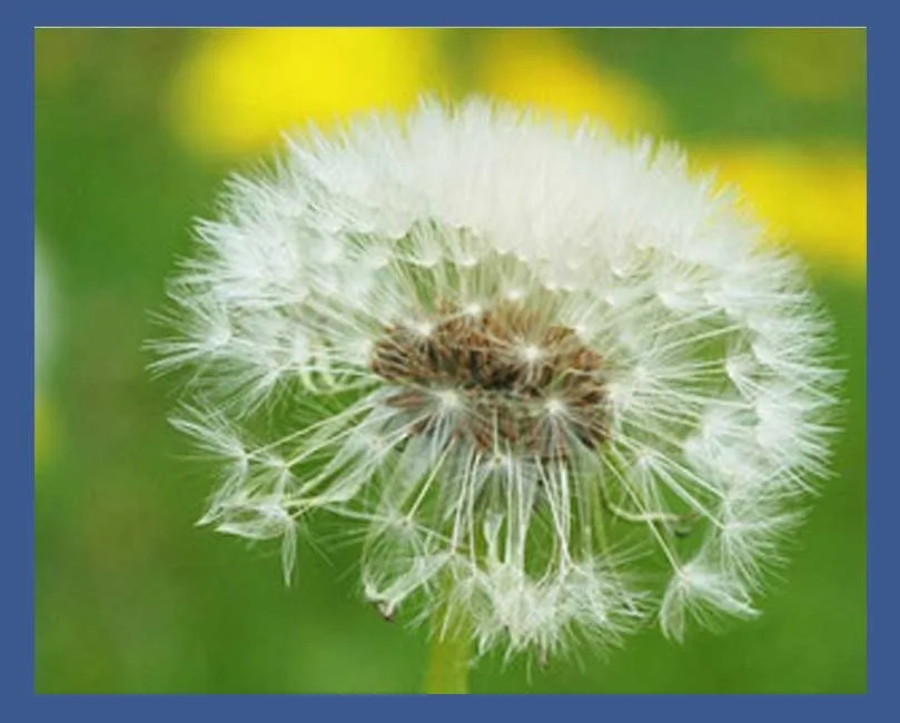 

Dandelion plant Embroidery Needlework Crafts 14CT Unprinted Aida DIY Quality Cross Stitch Kits Handmade Arts Oil Painting Decor