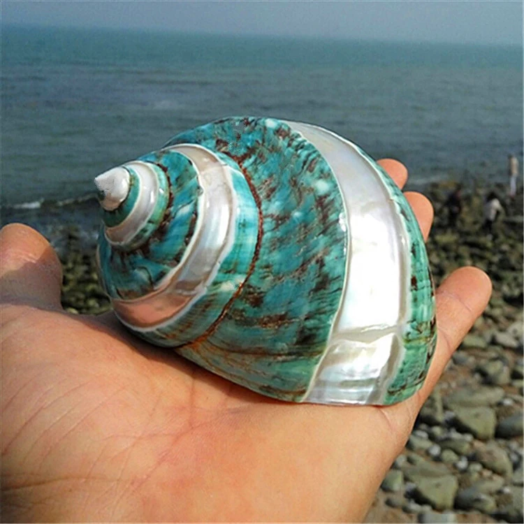 Aqumotic морская Зеленая Улитка 1 шт. украшение для аквариума для сухих детей декор для аквариума Средиземноморский органический материал маленькая оболочка