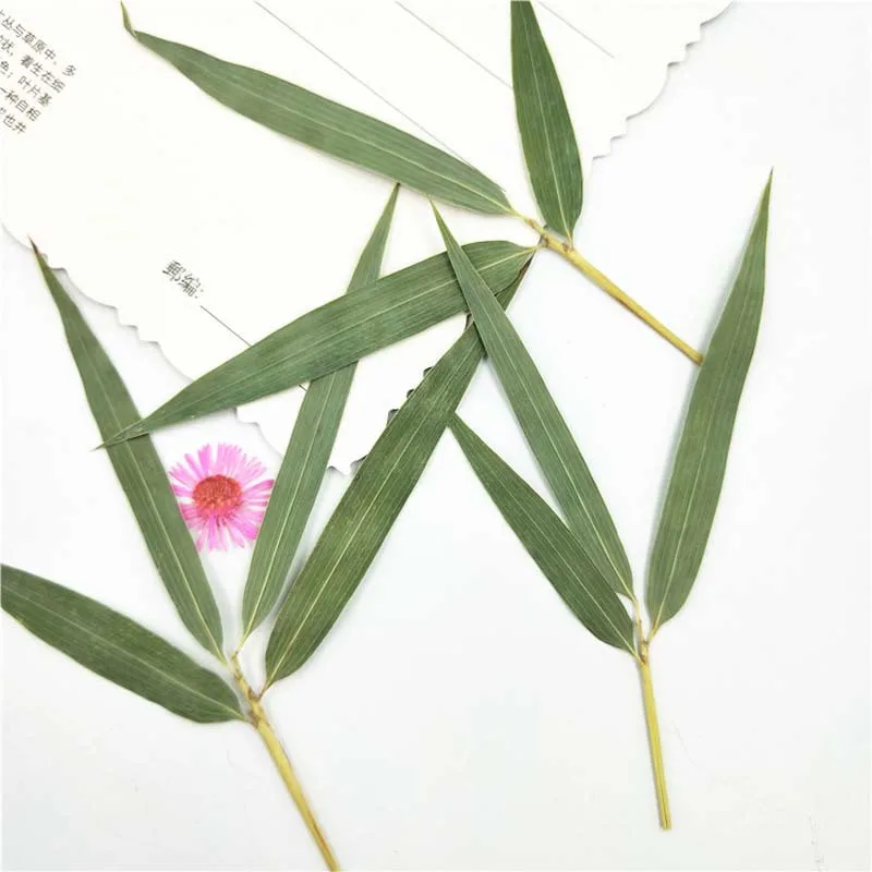 

Bamboo leaves Dried Pressed Flower For Home Ornaments 120Pcs Free Shipment