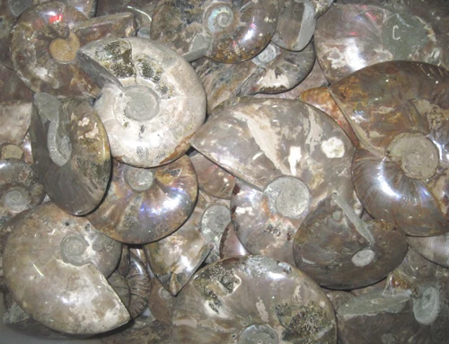 60 8lb натуральное красивое Окаменевшее аммонитом (меловидное)|ammonite fossil jewelry|fossil