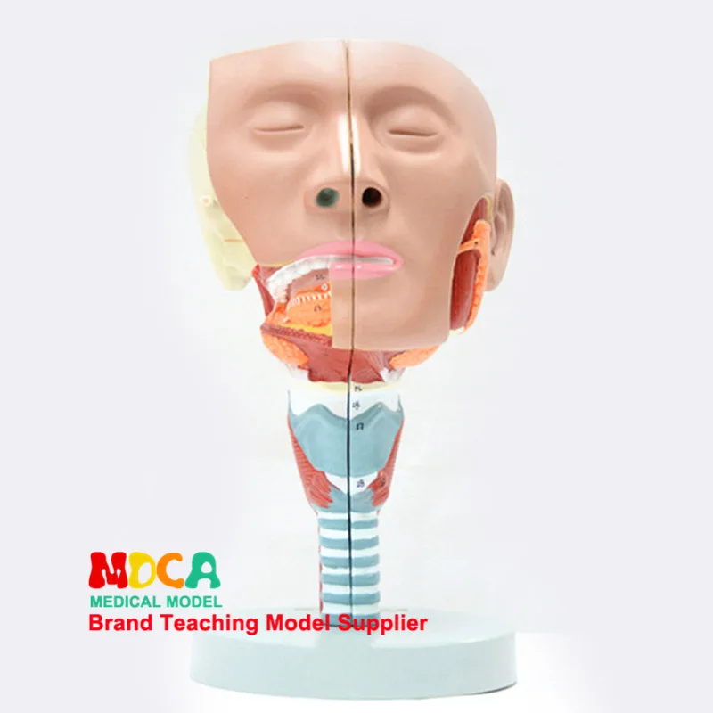 2 Parts Pharyngeal muscles and larynx Anatomical model Oronasal Anatomy of lingual muscle Head Model Medicine Teaching | Канцтовары для