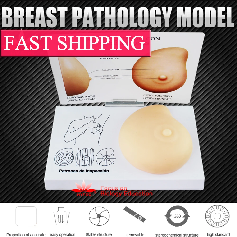 Груди экспертизы симулятор дополнительно груди кормящих практика модель