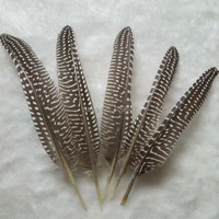 feathersguinea fowl wing feathersnatural black brown polka dot loose feathers guinea quills for millinery10 20cm 50pcslot