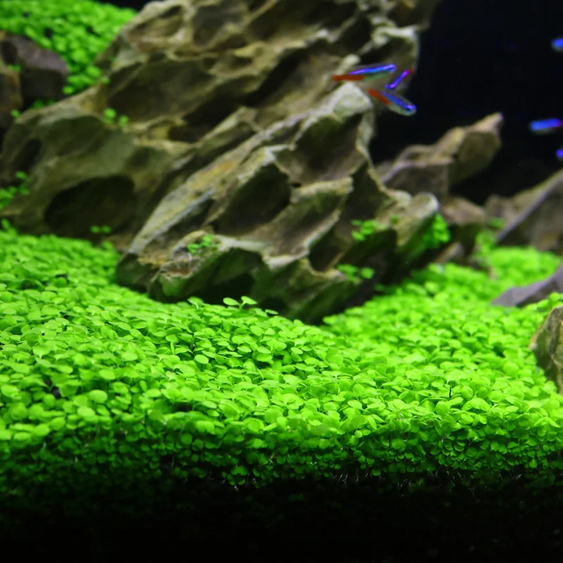 Aquariio аквариумные семена Hemianthus Callitrichoides, трава для воды, мини-лист, украшение для аквариума, орнамент, пейзаж