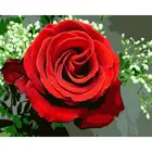 Cioioil-W616 красная роза Безрамное фотографии картина по номерам на холсте DIY картина маслом по номерам