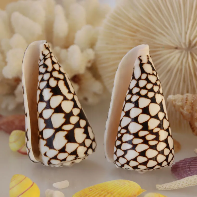 Бесплатная доставка (2 шт./лот) иврит конус натуральная раковина и украшение для