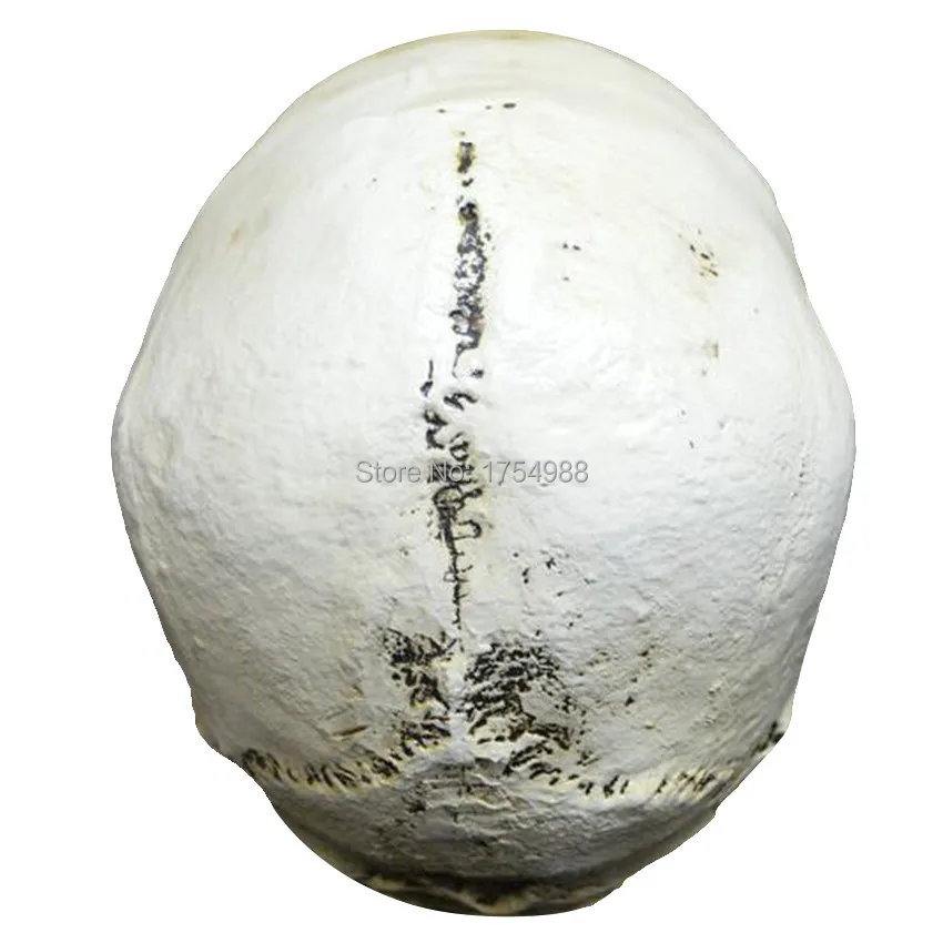 Реквизит для Хэллоуина с изображением головы черепа из смолы Реплика комнаты