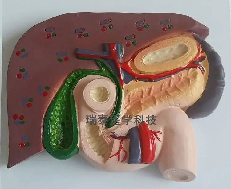 Человеческая модель печени и селезенки поджелудочной железы Duodenum Medical Science