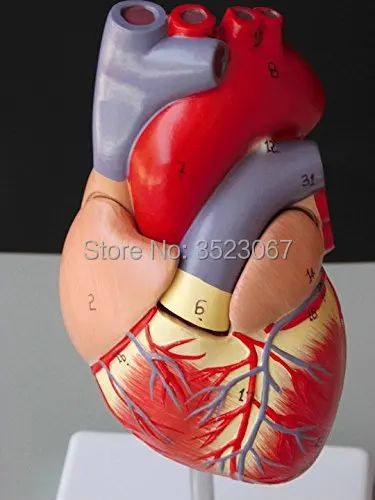 Медицинская l анатомическая модель скелета DELUXE HEART ANATOMY LIFE SIZE MODE зубов с esqueleto humano