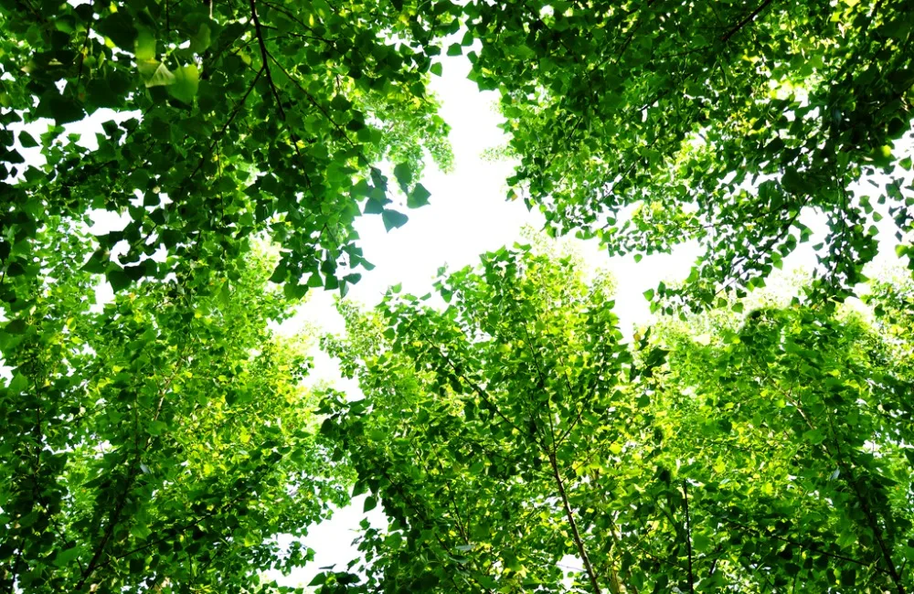 Пользовательские 2019 3D затемняющие оконные шторы s кухня спальня гостиная ветка