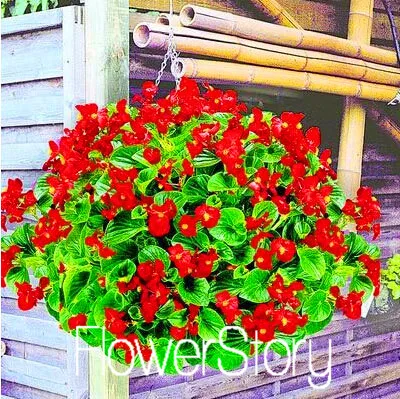 20 Лимонный ломтик Superbells calibachoa Petunia годовой Цветочный ЗАВОД, 100 растение в упаковке, 24 цвета на выбор,# WI1AJX - Цвет: 20