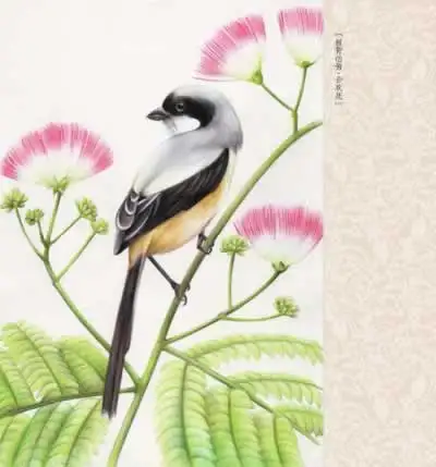 

Chinese Colored Pencil Drawing Flower and Bird Art Painting Book