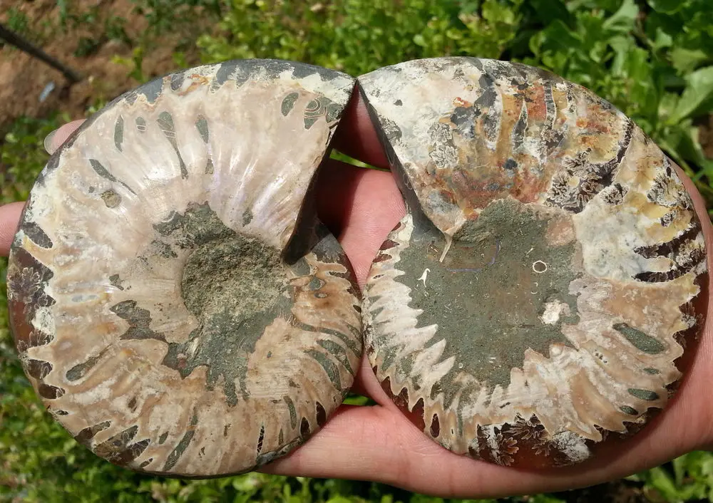 233 г 1 пара Полуразрезанный аммонитовый корпус ископаемый Юрский период | Дом и