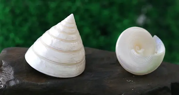 Природные conchas muszelki ремесла подарки аквариум украшения творческие ракушки Каури cauris decoracion