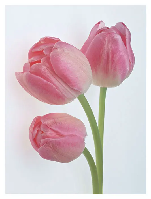 DIY Необработанные 100% шелк тутового шелкопряда Сучжоу вышивка наборы