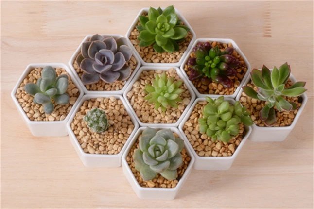 Отличная идея для маленьких растений! Искусственные вазы шестигранный цветочный