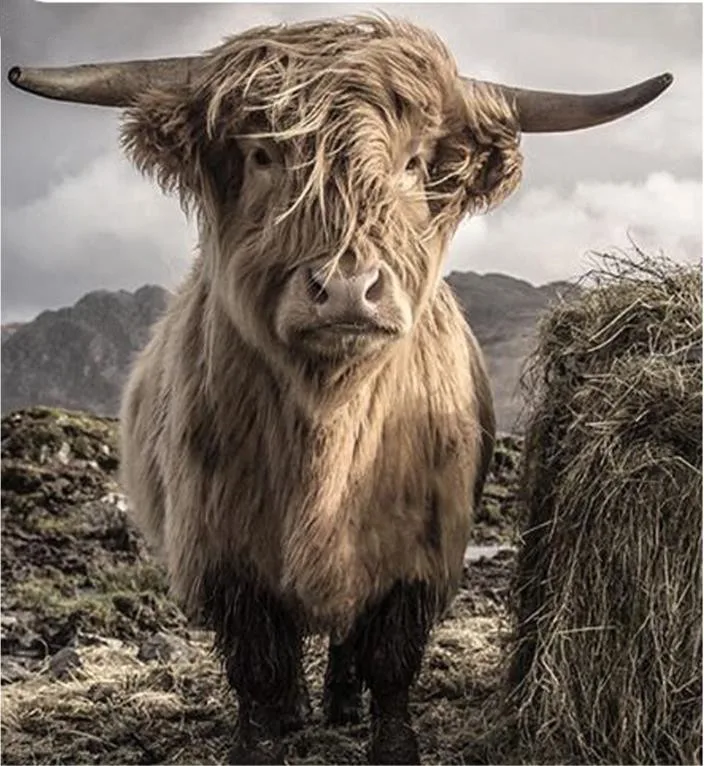 Алмазная живопись сделай сам вышивка крестиком Highland Cow 3D полная мозаика