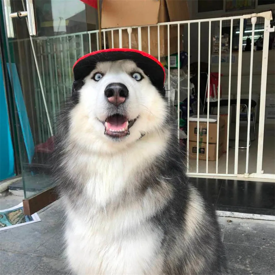 Новые Pet Шапки для собаки кошки 1 шт. собака шляпа Бейсбол летняя парусиновая