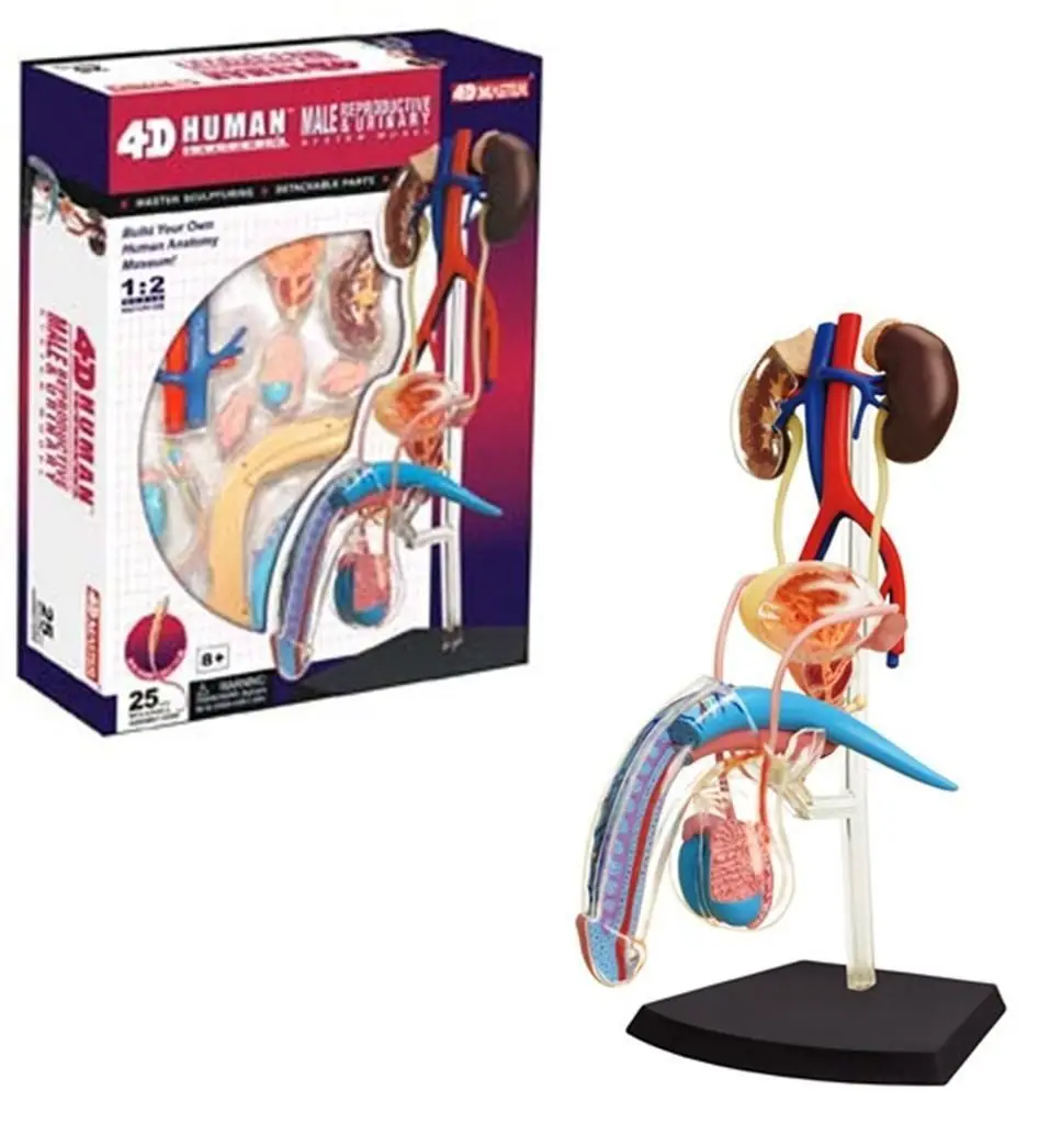 Стоматологическая лаборатория дантист 4D Master человеческий человек Женская