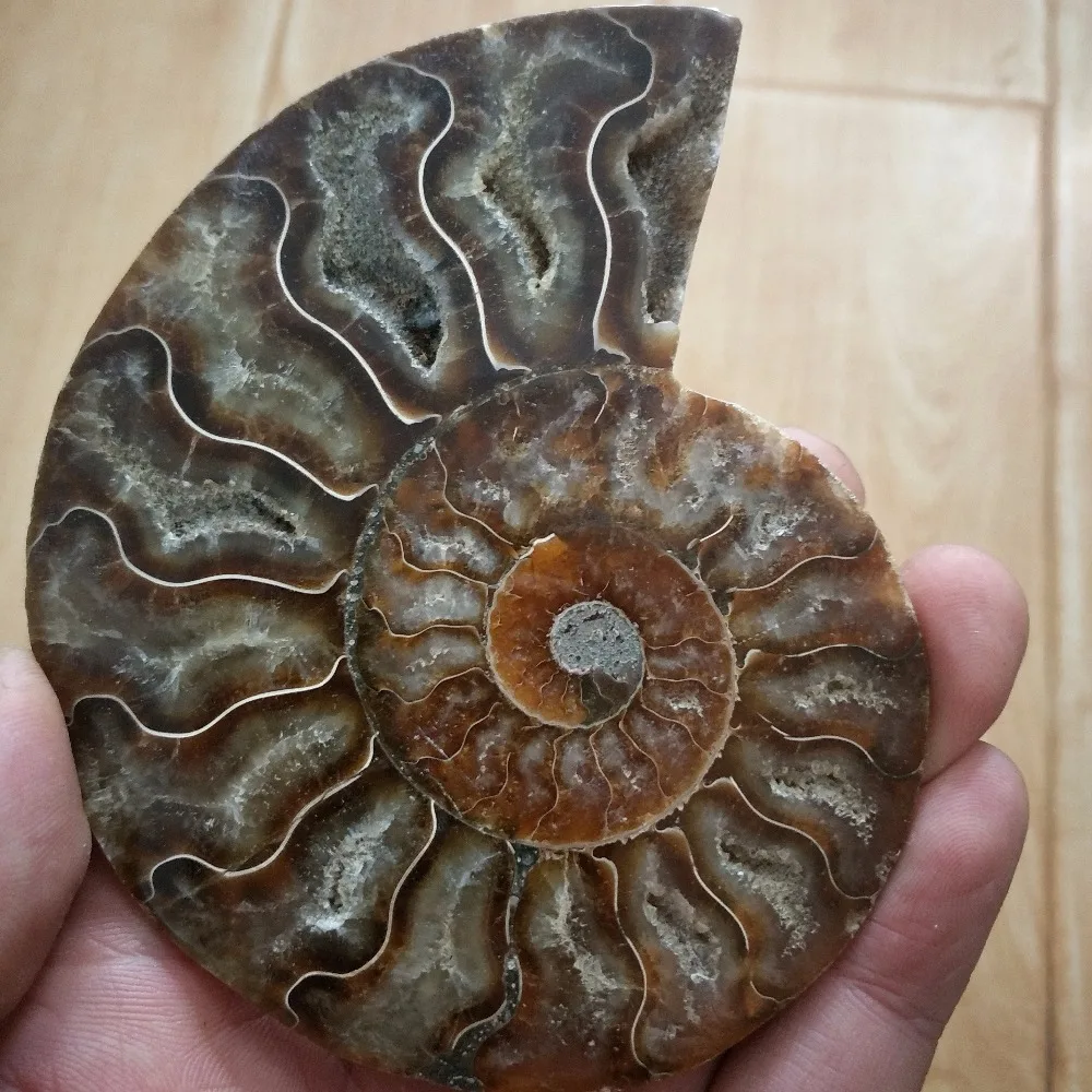 100-110 г чистый аммонит PRETTY NAUTILUS мадагаскарская ископаемая руда камень