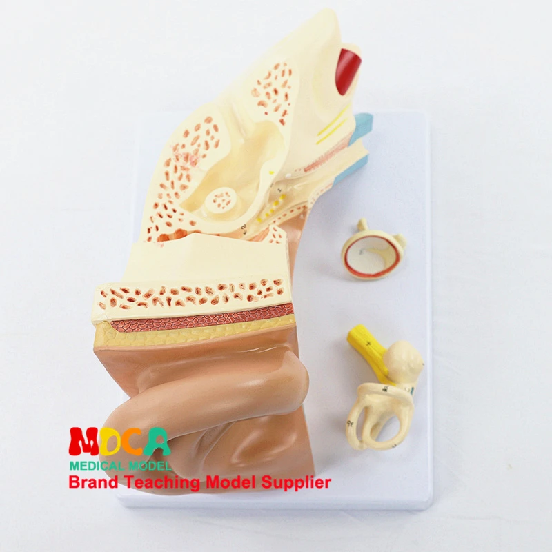 

Disassembling 3 components ear anatomy model ear auditory ossicle labyrinth model auricle medical teaching MED001