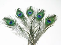 50 pcs wholesale free shipping 8 10 selected individual peacock feathers selected high quality
