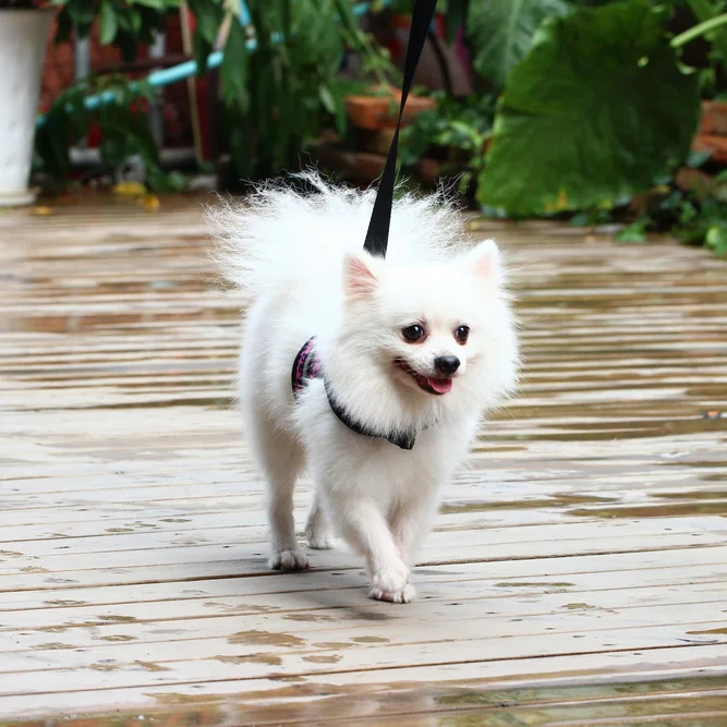 Petalent новый стиль сэндвич сетчатая ткань собачий поводок розовый и желтый цвет в