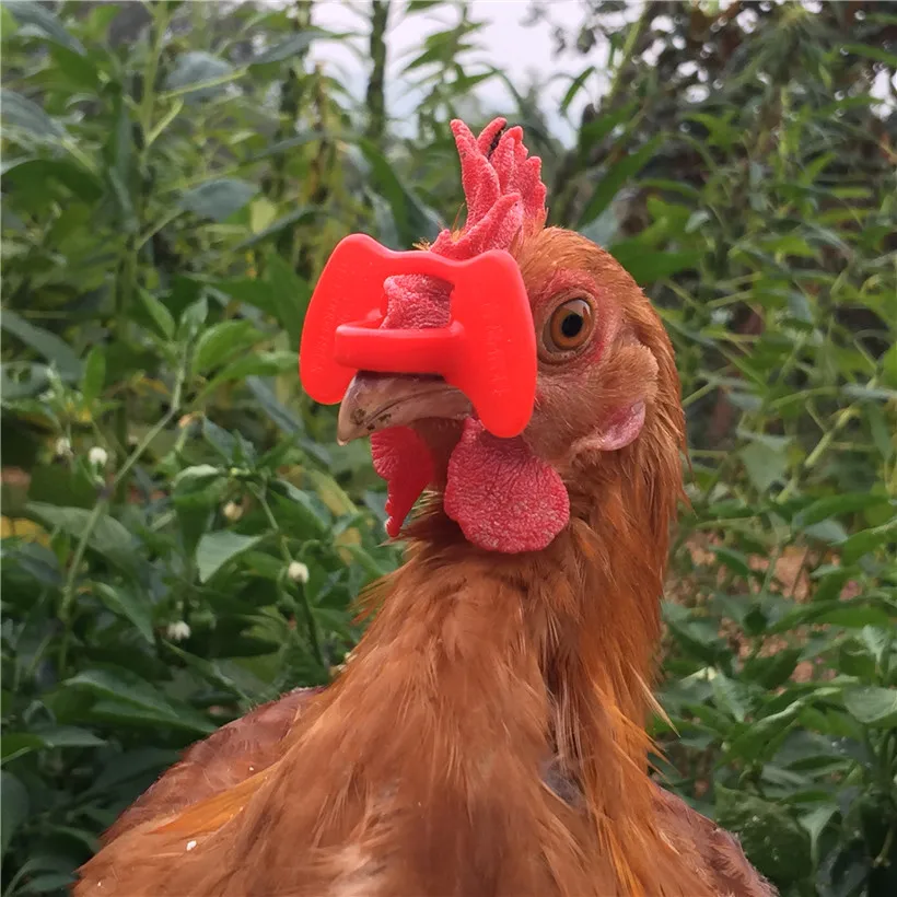

500 Products No bolt chicken glasses Chicken management device Pigeon Quail goggles Anti-pecking glasses Free shipping