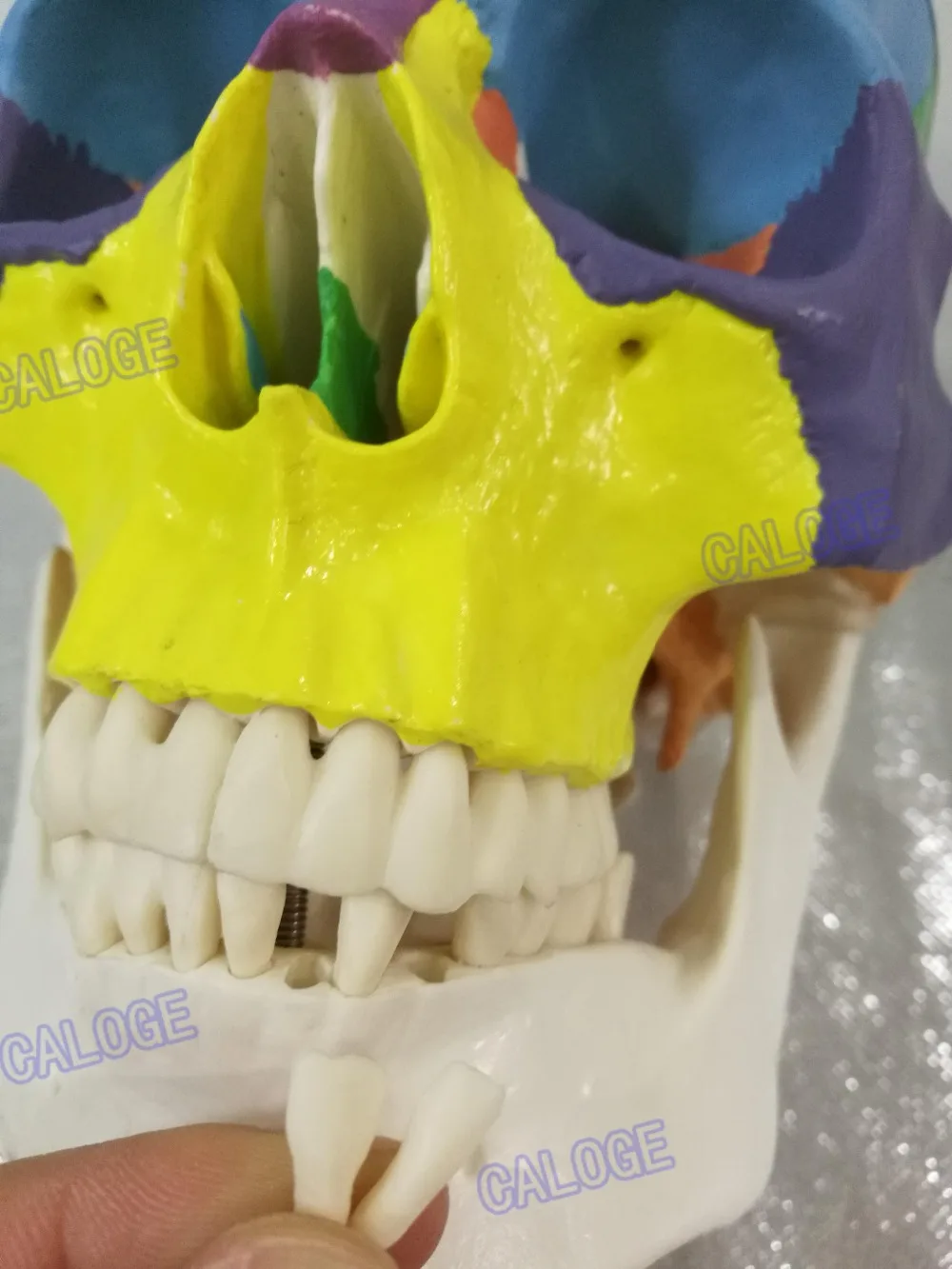 Бесплатная доставка и модель черепа в масштабе 1:1 с сечением 7 шейного