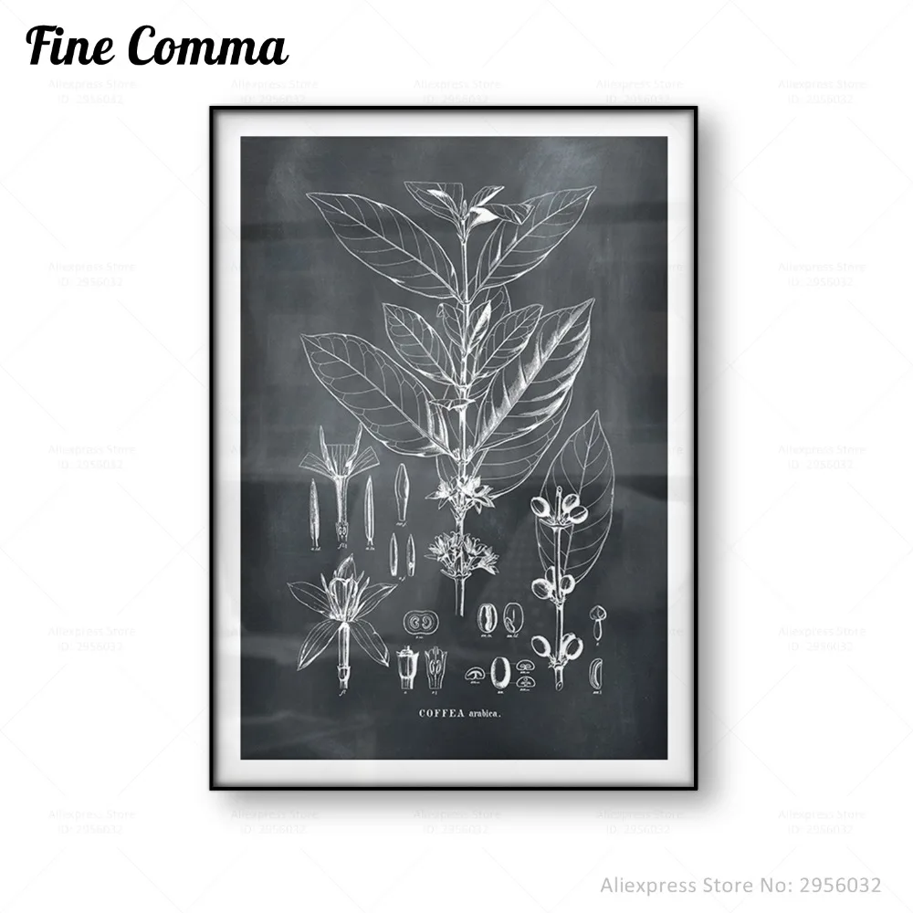 Кофе Арабика кофейное дерево ботанический настенный плакат Настенный декор