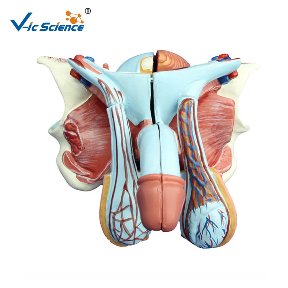 Medical  Education Advance Life size  Male Genital Organ  Anatomy Model Advanced pelvic model6