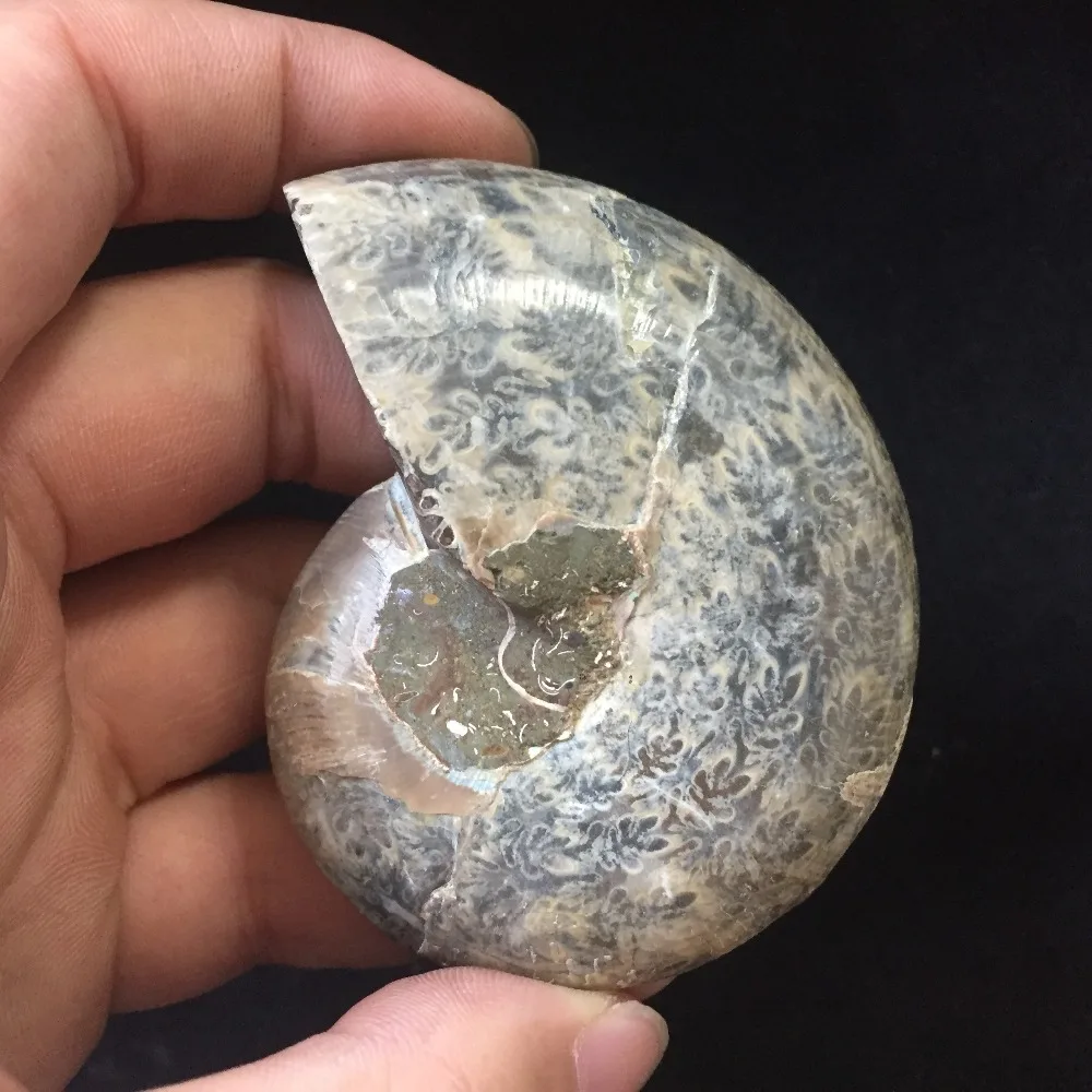 94 г аммонит PRETTY NAUTILUS MADAGASCAR FOSSIL с лечебным действием образцы Рождественский