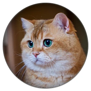 C005 ZDYING 5 шт. милое животное, кошка стекло кабошон, 12 мм/20 мм/25 мм стекло Pet кошки художественное изображение купол DIY ювелирные изделия ручной работы - Цвет: C005