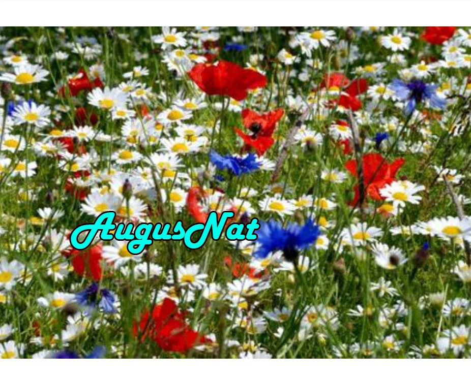poppy diamond painting flower 5d daimond embroidery full square feverfew daimont puzzle picture diamant drawing decal | Дом и сад