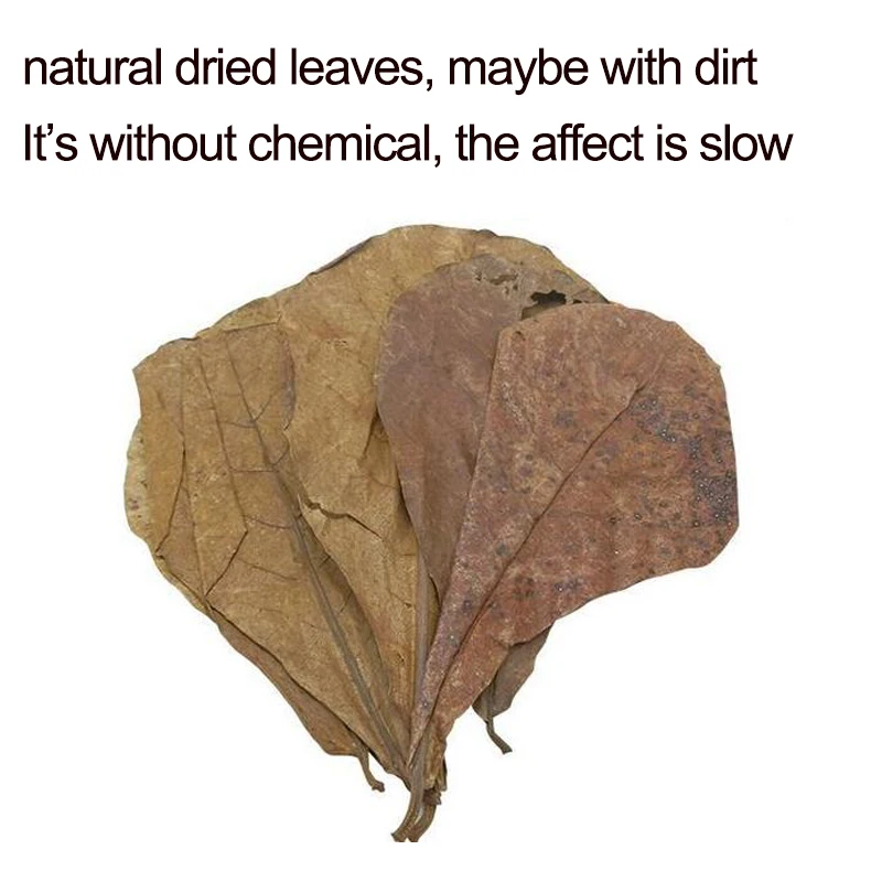 Bactericide leaf Pure natural Olive leaves adjust PH value Reducing acid regulation Improve water quality antibacterial | Дом и сад