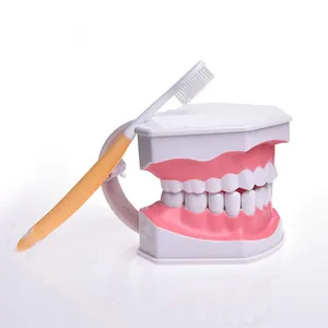 Демонстрацияможно вытянуть зубымодель рта, Научите детей ходить с помощью модели teethbrush