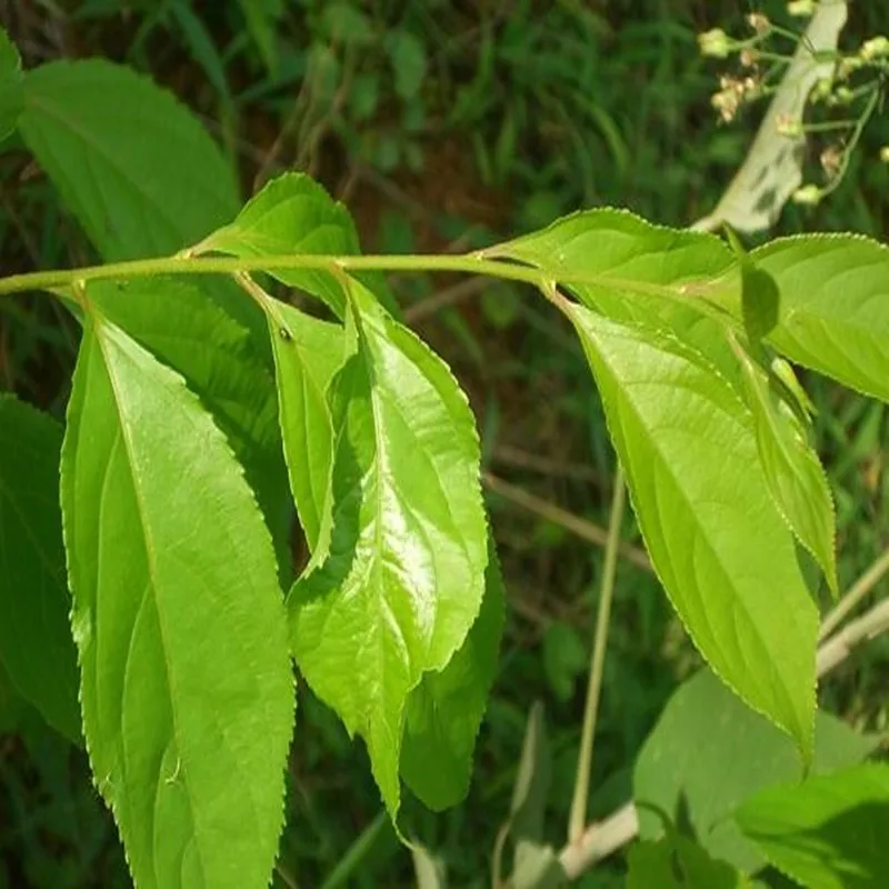 100-1000 г Pure Tripterygium Wilfordii экстракт пудры 30: 1, Мужская футболка с тором корень лозы, радикс и Rhizoma экстракт триптерыгии