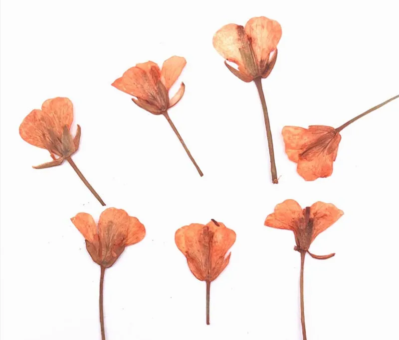 

Rape Flower DIY Teaching Specimens Dried Press flowers Raw Materials For Nail Ornament 120PCS