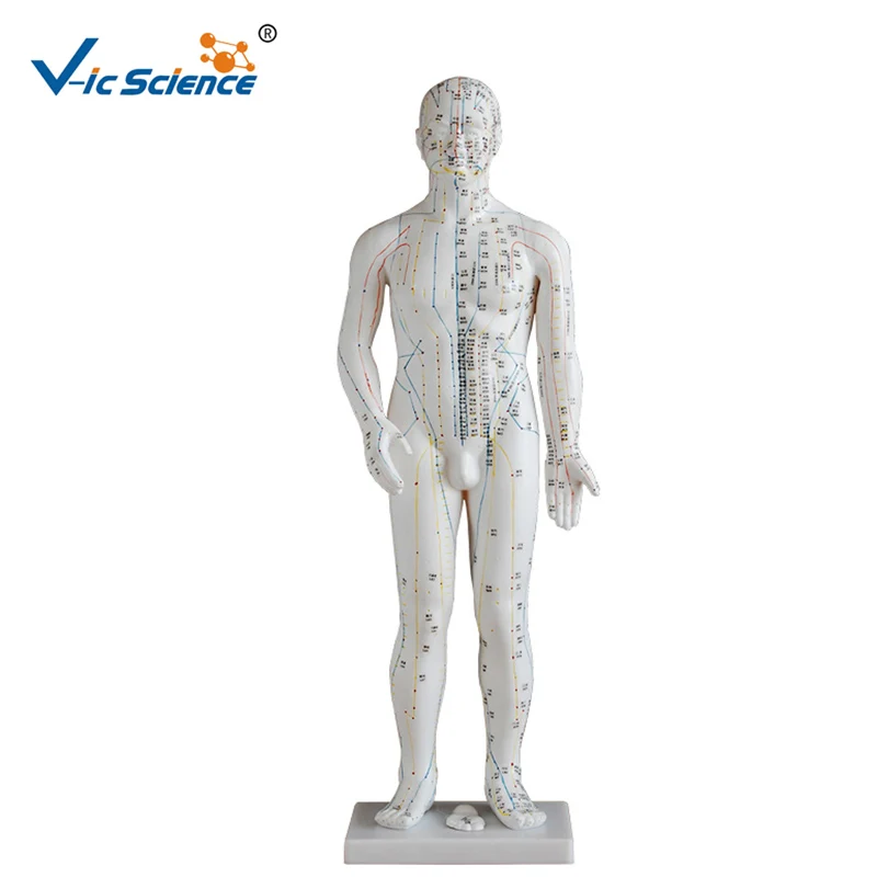 High Quality PVC 70CM Human Male Acupuncture Model