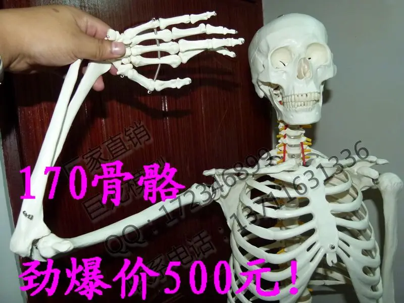 Стандартный Мужской Скелет 170 см высококачественный корпус модель с большим