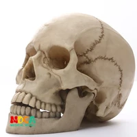 human skull model medical simulation teaching equipment resin skull ornament gift yttg003