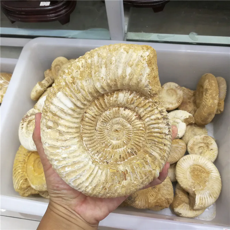 1 кг(2.2LB) натуральные доувиллейцеры аммонита окаменелой раковины Африки, цена