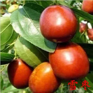 Саженцы в горшках саженцы фруктовых деревьев посаженные к северу и южу от Хотана