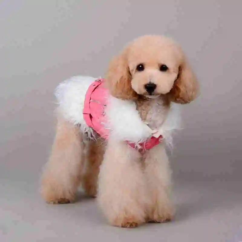 Free Shipping luxury dog costume jacket for dogs chihuahua pitbull poodle yorkie clothe pet supplies clothes from china | Дом и сад