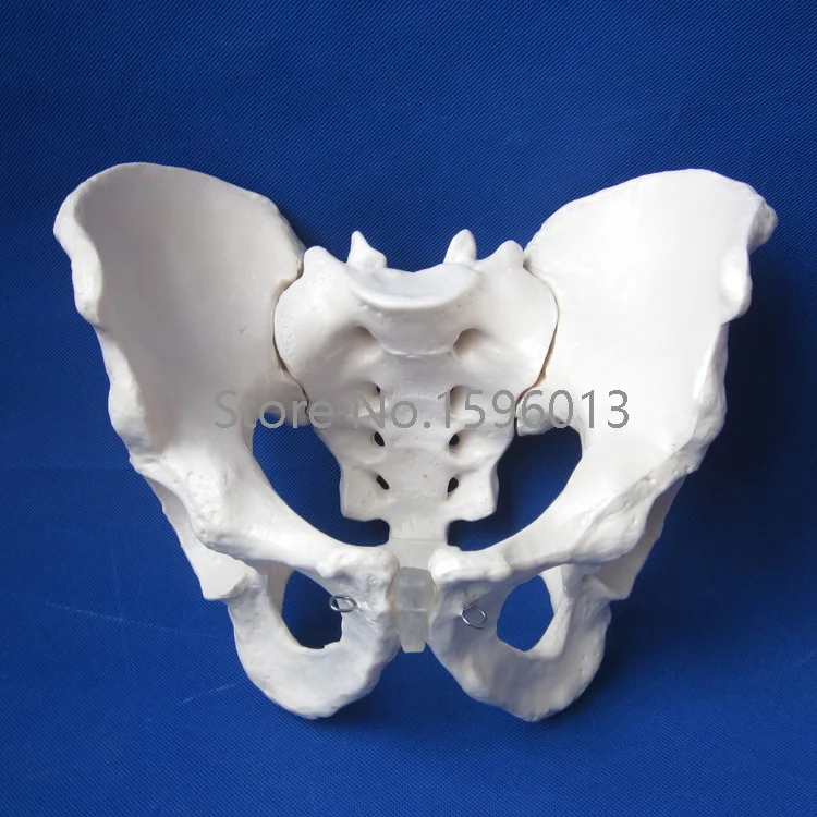 Горячая взрослая модель мужского таза человеческого | Канцтовары для офиса и