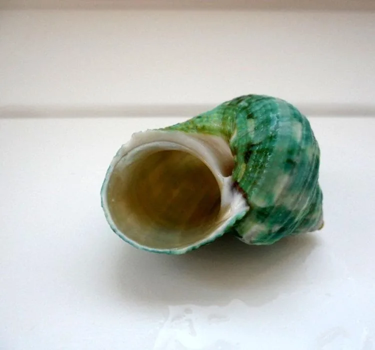 20 шт./лот морской раковины натуральные Зеленая Улитка sojourner краб натуральная